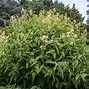 Image result for Persicaria polymorpha