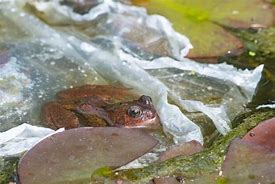 Image result for Polluted Frogs