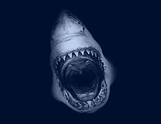 Image result for Great White Wallpaper Paper