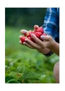 Image result for Pick Strawberries