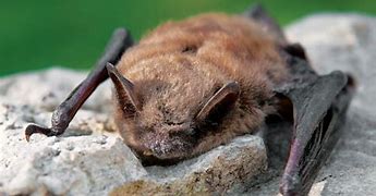 Image result for Common Bat