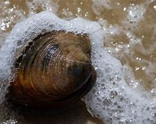 Image result for Old Clam