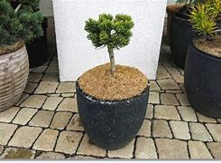 Image result for Pinus parviflora Gyo Hasen - Hime
