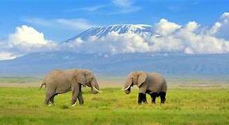Image result for Kenya Safari Parks