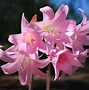 Image result for Blooming Amaryllis