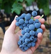 Image result for Merlot Grapes