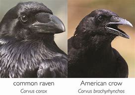 Image result for Difference Between Crow and Raven Sounds