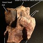 Image result for 9000 Year Old Bison
