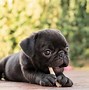 Image result for All Pugs