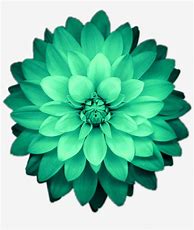 Image result for Green Flower Background Phone