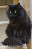 Image result for Black Cat Fluffy Huge Eyes