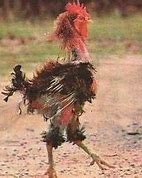 Image result for Bad Rooster Funny