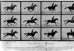 Image result for Horse Films
