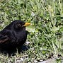 Image result for What Bird Sounds Like a Loud Crickett