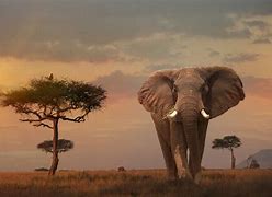 Image result for National Parks in Kenya