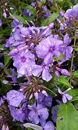 Image result for Phlox paniculata Blue Paradise