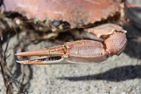 Image result for Genital Crabs