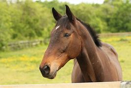 Image result for Horse Head Tattoos Designs
