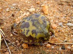 Image result for Marbled Balloon Frog