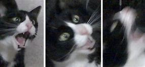Image result for Cat Screaming Face Meme