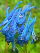 Corydalis Craigton Blue-এর ছবি ফলাফল