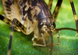 Image result for Cave Cricket