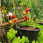Image result for Fruit Trees in Containers