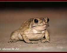 Image result for Cute Toad