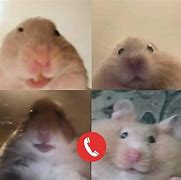 Image result for Animals FaceTime Meme Awkward