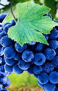 Image result for Fruits That Look Like Grapes