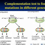 Image result for Complementation Genetics