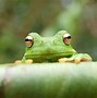 Image result for Cute Adorable Frog