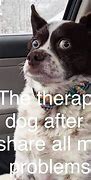 Image result for Frazzled Dog Meme