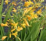 Image result for Crocosmia Buttercup
