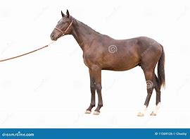 Image result for Thoroughbred Horse Pics