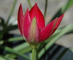 Image result for Tulipa humilis Red Beauty
