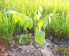 Image result for Mustikle Prodaja