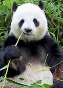 Image result for Cute Baby Panda Eating Bamboo