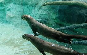 Image result for Giant Otter Habitat