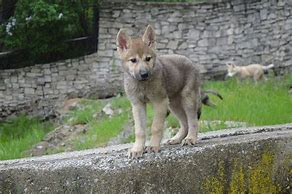 Image result for Timber Wolf Puppy