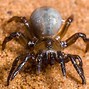 Image result for Most Deadly Spider in Australia