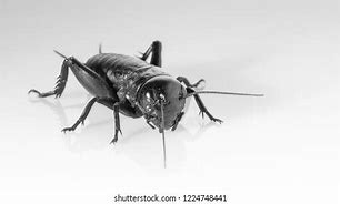 Image result for Arabian Cricket Insect