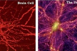 Image result for The Universe Organized Like a Brain