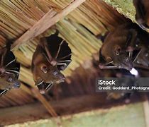 Image result for Dayak Fruit Bat