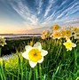 Image result for Flower Tulip Holland