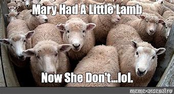 Image result for Mary Had a Little Lamb Meme