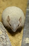 Image result for Armadillo Mouth