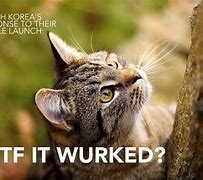 Image result for Cat Launch Meme