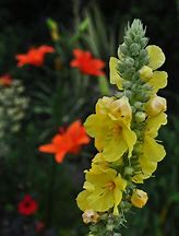 Image result for Verbascum banana custard