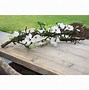 Magnolia Zuil ପାଇଁ ପ୍ରତିଛବି ଫଳାଫଳ